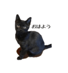 黒猫のジッくん（個別スタンプ：1）
