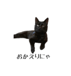 黒猫のジッくん（個別スタンプ：3）