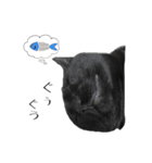 黒猫のジッくん（個別スタンプ：5）