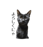 黒猫のジッくん（個別スタンプ：6）