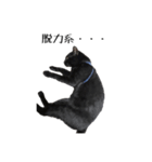 黒猫のジッくん（個別スタンプ：7）