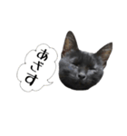 黒猫のジッくん（個別スタンプ：10）