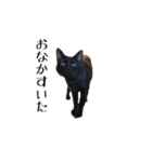 黒猫のジッくん（個別スタンプ：11）