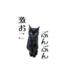 黒猫のジッくん（個別スタンプ：14）