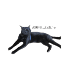 黒猫のジッくん（個別スタンプ：17）