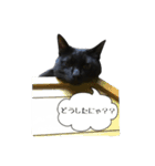黒猫のジッくん（個別スタンプ：23）