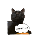 黒猫のジッくん（個別スタンプ：24）