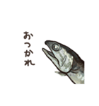生きているようで死んでいるにぼし。（個別スタンプ：31）
