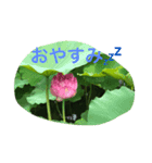 花＊花（個別スタンプ：5）