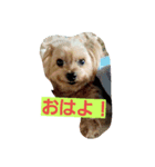 チャッピー1111（個別スタンプ：1）