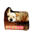 チャッピー1111（個別スタンプ：3）