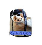 チャッピー1111（個別スタンプ：6）