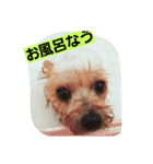 チャッピー1111（個別スタンプ：7）