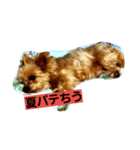 チャッピー1111（個別スタンプ：8）
