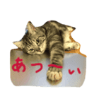 マイ ニャンコ（個別スタンプ：1）