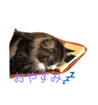 ノル猫2（個別スタンプ：3）