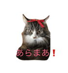 ノル猫2（個別スタンプ：5）