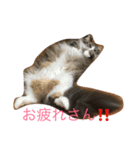 ノル猫2（個別スタンプ：6）