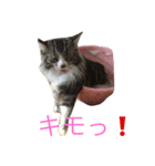 ノル猫2（個別スタンプ：8）