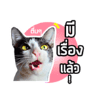 Pipo : I like to eat lizard.（個別スタンプ：6）