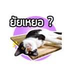 Pipo : I like to eat lizard.（個別スタンプ：9）