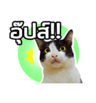 Pipo : I like to eat lizard.（個別スタンプ：11）