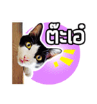 Pipo : I like to eat lizard.（個別スタンプ：12）