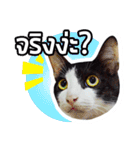 Pipo : I like to eat lizard.（個別スタンプ：13）