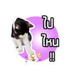 Pipo : I like to eat lizard.（個別スタンプ：15）