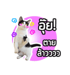 Pipo : I like to eat lizard.（個別スタンプ：21）