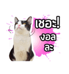 Pipo : I like to eat lizard.（個別スタンプ：24）