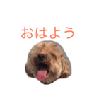 トイプードル ココア（個別スタンプ：1）