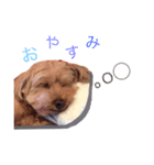 トイプードル ココア（個別スタンプ：2）