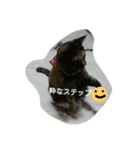 わたしの猫ちゃんpart3（個別スタンプ：1）