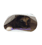 わたしの猫ちゃんpart3（個別スタンプ：2）