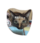 わたしの猫ちゃんpart3（個別スタンプ：3）