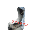 わたしの猫ちゃんpart3（個別スタンプ：4）