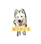 ホワイトシェパード大豆の日常（個別スタンプ：1）