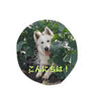ホワイトシェパード大豆の日常（個別スタンプ：2）