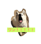 ホワイトシェパード大豆の日常（個別スタンプ：6）