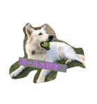 ホワイトシェパード大豆の日常（個別スタンプ：7）