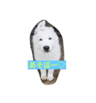 ホワイトシェパード大豆の日常（個別スタンプ：8）