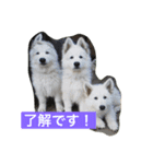 ホワイトシェパード大豆の日常（個別スタンプ：9）