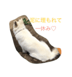 ホワイトシェパード大豆の日常（個別スタンプ：14）