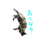 ぺぺ猫1（個別スタンプ：1）