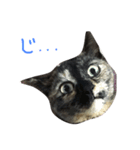 ぺぺ猫1（個別スタンプ：3）
