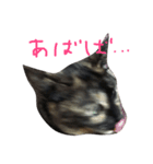 ぺぺ猫1（個別スタンプ：4）
