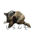 ぺぺ猫1（個別スタンプ：6）