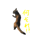 ぺぺ猫1（個別スタンプ：8）
