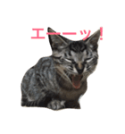 あずひびの日常（個別スタンプ：2）